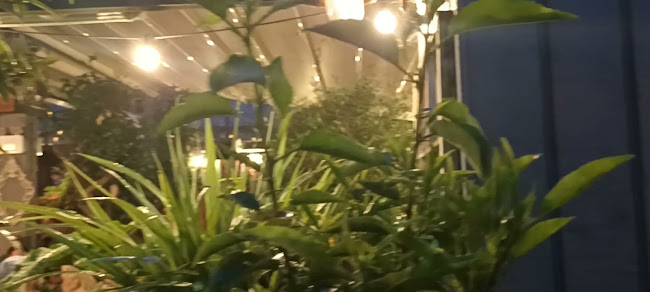 Larry & Nora's - Navan