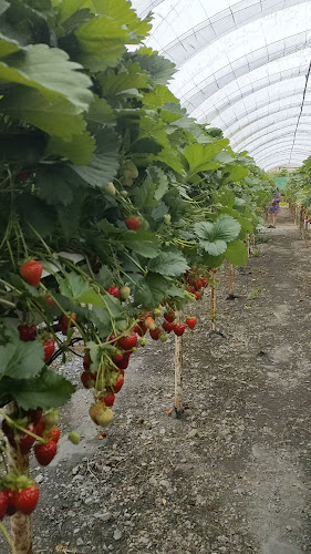 The Village at Wheelocks - Enniscorthy