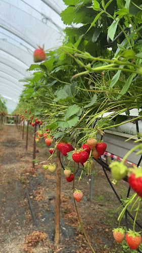 The Village at Wheelocks