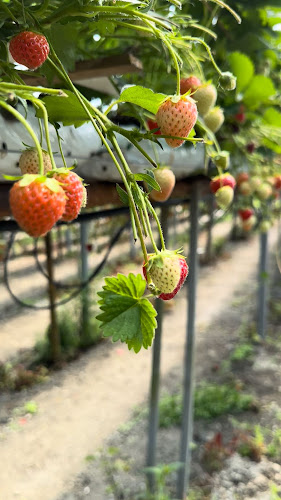 Opinii despre The Village at Wheelocks în Enniscorthy - Hospitality and gastronomy