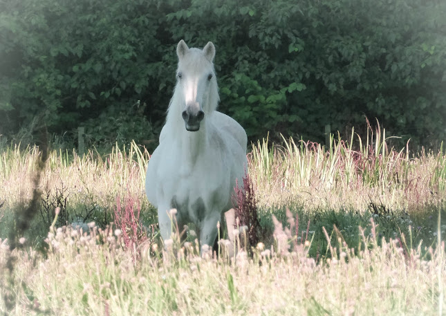 Opinii despre Red Oak Restaurant în Ballyshrule - Hospitality and gastronomy