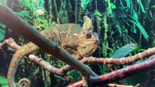 Opinii despre Thyme Out Cafe/Tea Rooms în Letterkenny - Hospitality and gastronomy