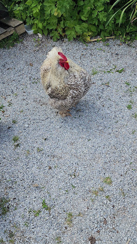 Woodfield Cafe and Garden Centre - Birr