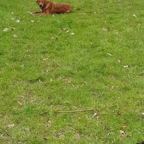 Opinii despre Dog Hotel în Kilrush - Hospitality and gastronomy