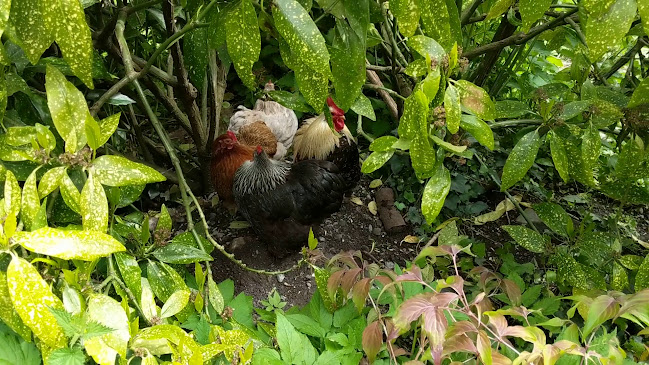 Opinii despre Woodfield Cafe and Garden Centre în Birr - Hospitality and gastronomy