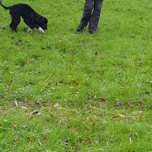 Comentarii opinii despre Dog Hotel