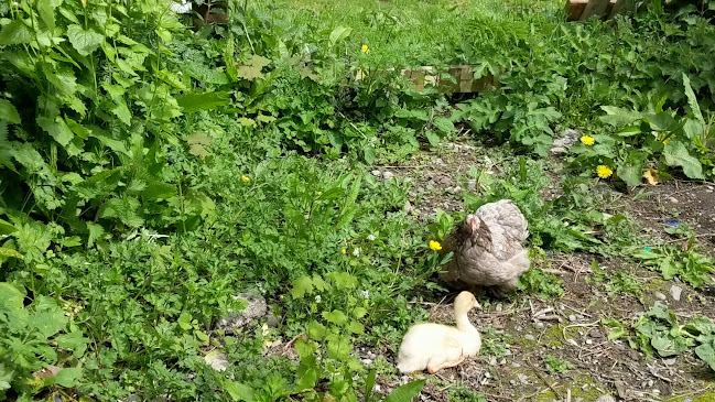 Woodfield Cafe and Garden Centre