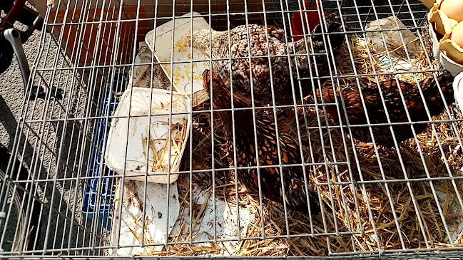 Tralee Car Boot Sale