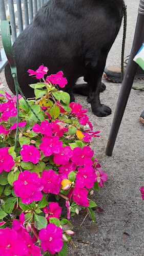 Fore Abbey Coffee Shop Café