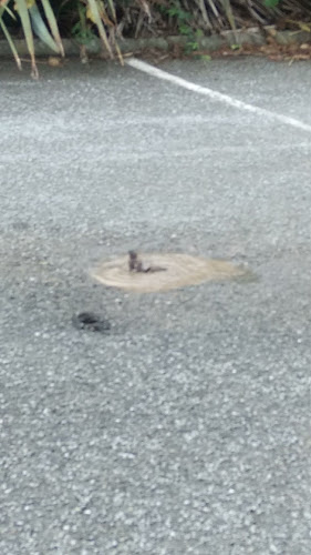 Comentarii opinii despre Barbecue Cowboys Hollyfort