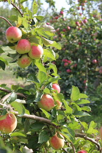 Castlewood, Durrow, Co. Laois