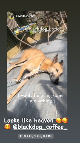 Comentarii opinii despre Black Dog Coffee