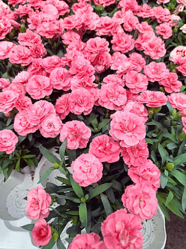 Holywell - Hospitality and gastronomy