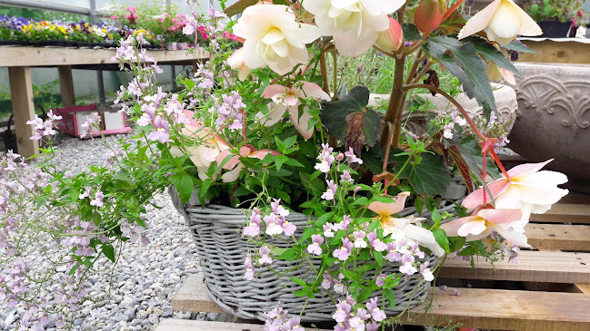 Woodfield Cafe and Garden Centre - Hospitality and gastronomy