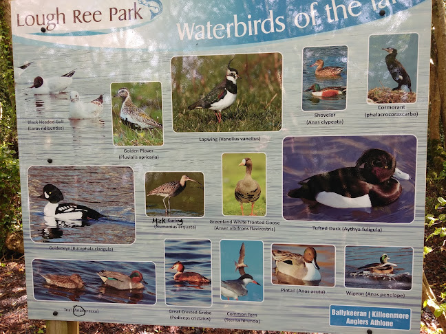 The Lough Ree Inn - Hospitality and gastronomy