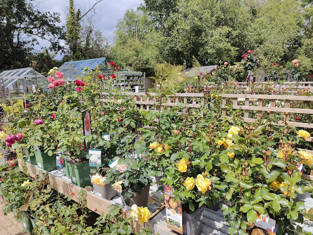 Greenhouse cafe - Hospitality and gastronomy