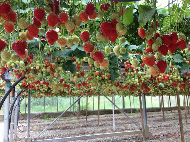 Comentarii opinii despre The Village at Wheelocks