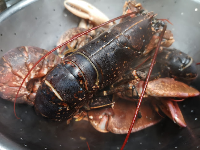 Comentarii opinii despre Malarkey