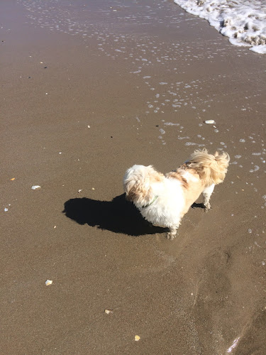 Comentarii opinii despre The Palm Tree