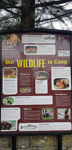 Opinii despre Puddleducks Café în Cong - Hospitality and gastronomy