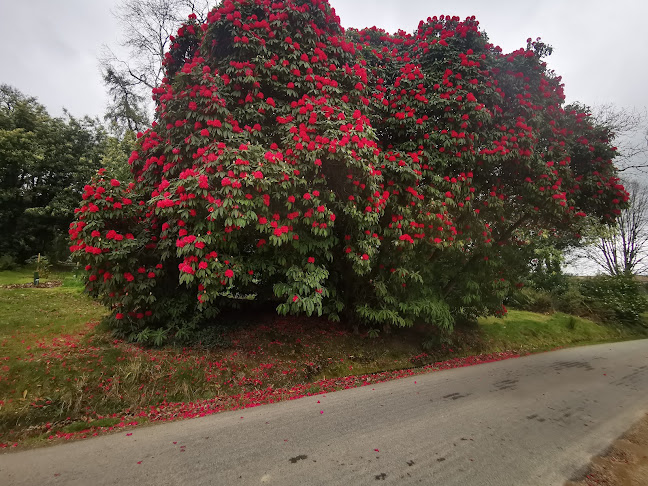 Comentarii opinii despre Acton Cafe Kilmacurragh