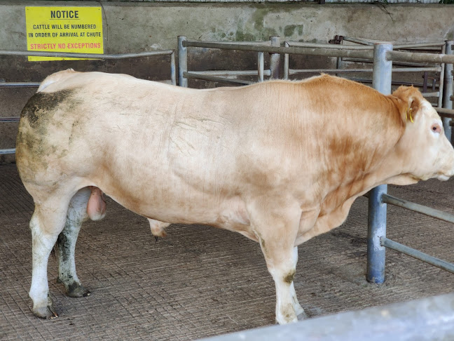 Ballybay Mart - Ballybay