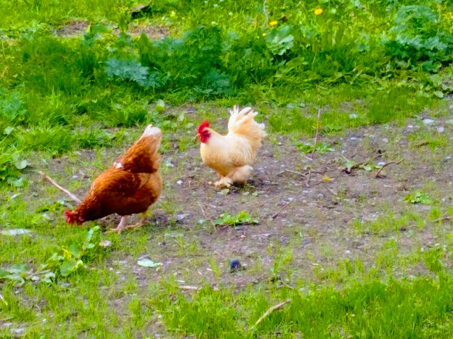 Woodlands Cottage, Woodfield Or Tullynisk, Birr, Co. Offaly