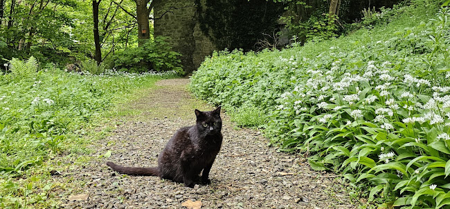 Comentarii opinii despre Abbey Mill Wheel Coffee Shop