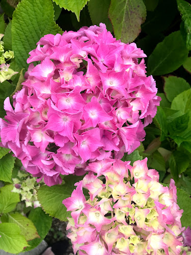 Comentarii opinii despre Ahoy Cafe