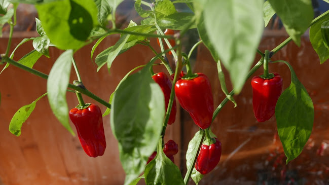 Skibbereen Farmers’ Market - Skibbereen