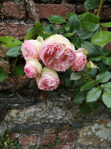 Comentarii opinii despre Huntington Castle Tearoom