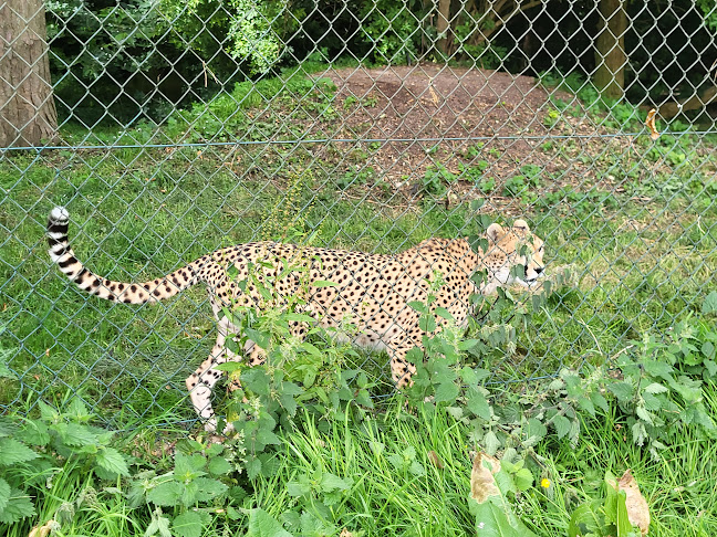 Savannah Café - Midleton