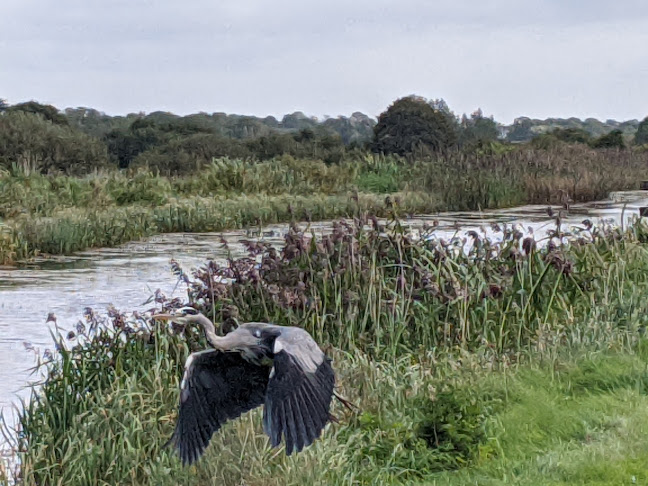 Comentarii opinii despre Mullaney's