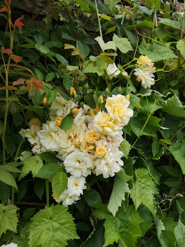 H, Huntington, Clonegall, Co. Carlow, Y21 K237