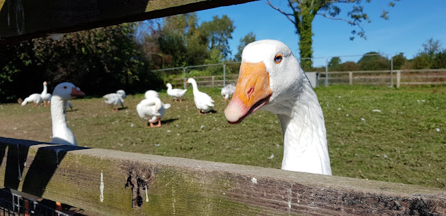 Gleesons Bar - Sixmilebridge