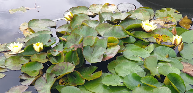 Opinii despre Ardgillan Castle Tea Room în Balbriggan - Hospitality and gastronomy