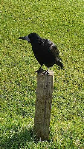 Saddlers Pub - Hospitality and gastronomy