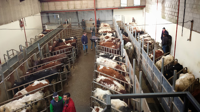 GVM Auctioneers (Kilmallock)