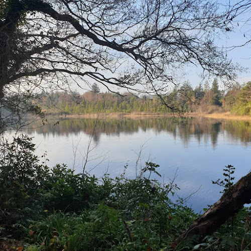 Ards Coffee Tree - Letterkenny