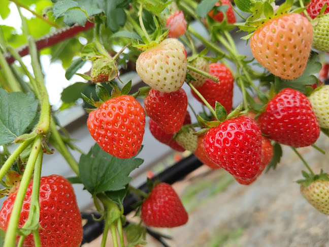 Comentarii opinii despre The Village at Wheelocks