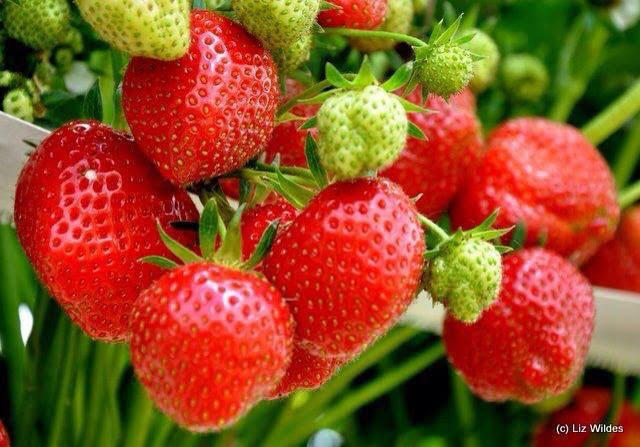 The Village at Wheelocks - Hospitality and gastronomy