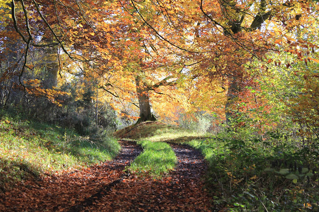 Opinii despre Castlewood Farm în Portlaoise - Hospitality and gastronomy
