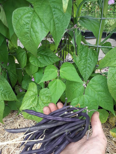 Boreenarea, Ballynakill, Ballynamult, Co. Waterford