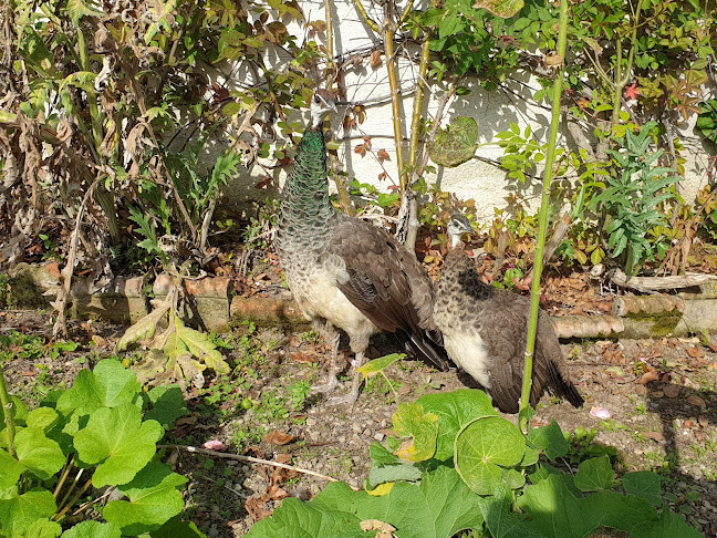 Huntington Castle Tearoom - Hospitality and gastronomy
