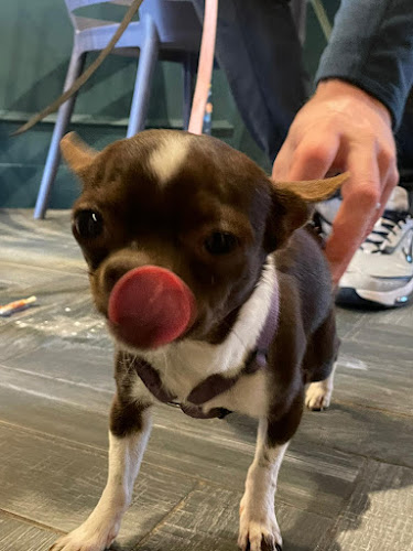 Black Dog Coffee - Hospitality and gastronomy