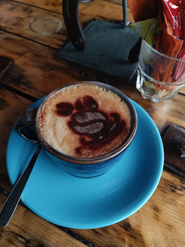 Curious Cat Café - Hospitality and gastronomy