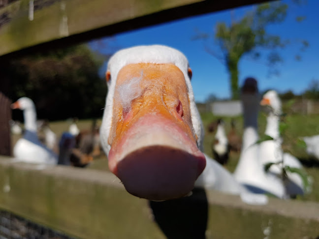 Opinii despre Gleesons Bar în Sixmilebridge - Hospitality and gastronomy