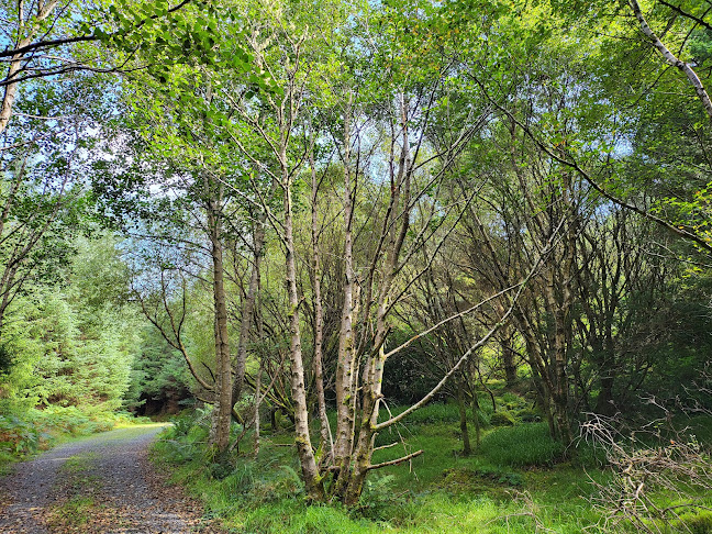 Ards Coffee Tree - Hospitality and gastronomy