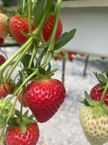 Opinii despre The Village at Wheelocks în Enniscorthy - Hospitality and gastronomy