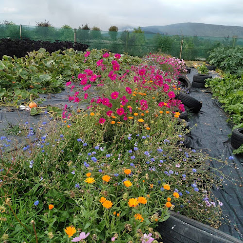 Comeragh Mountain Farm - Clonmel